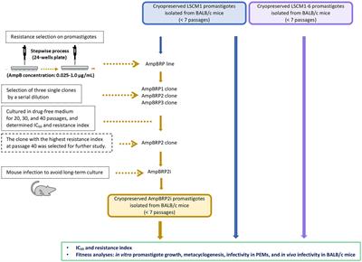 Amphotericin B resistance correlates with increased fitness in vitro and in vivo in Leishmania (Mundinia) martiniquensis